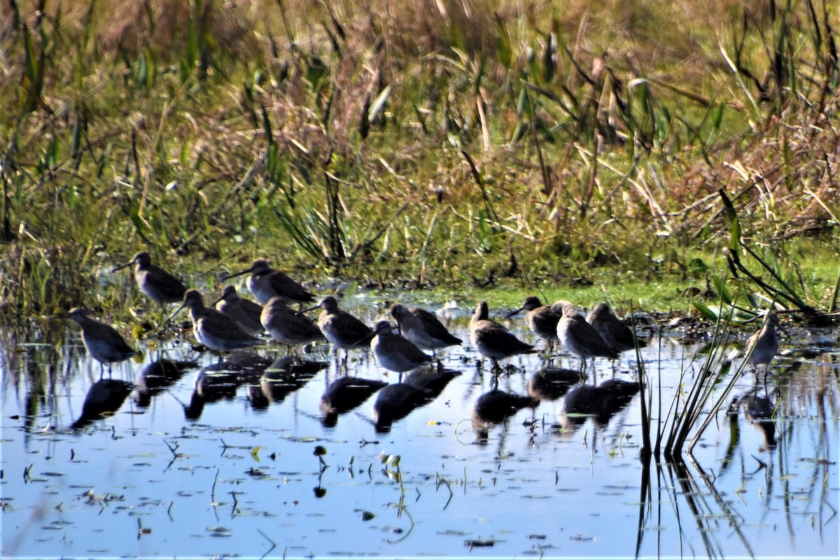 Long-billed Dowitcher - ML400955521