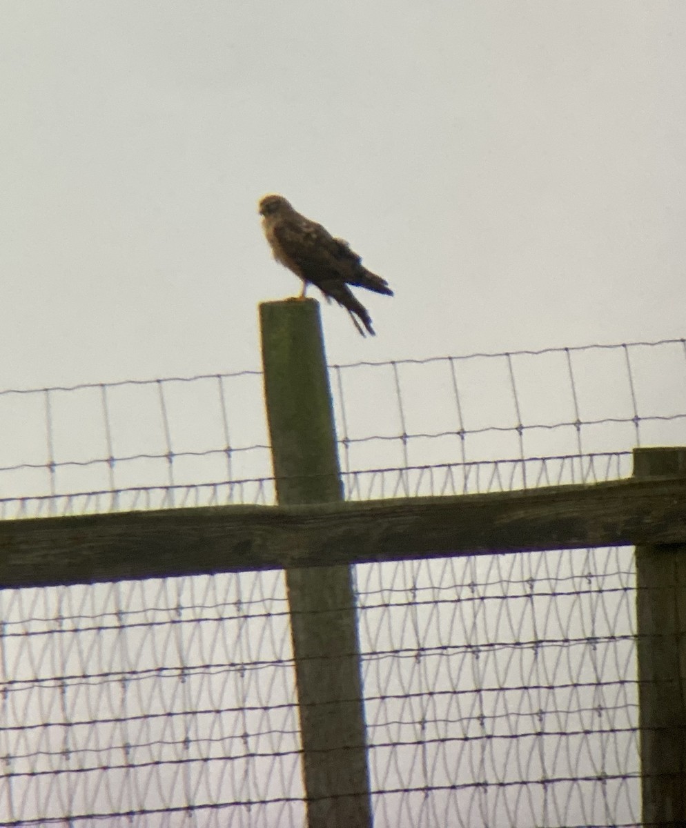 Northern Harrier - ML400956291