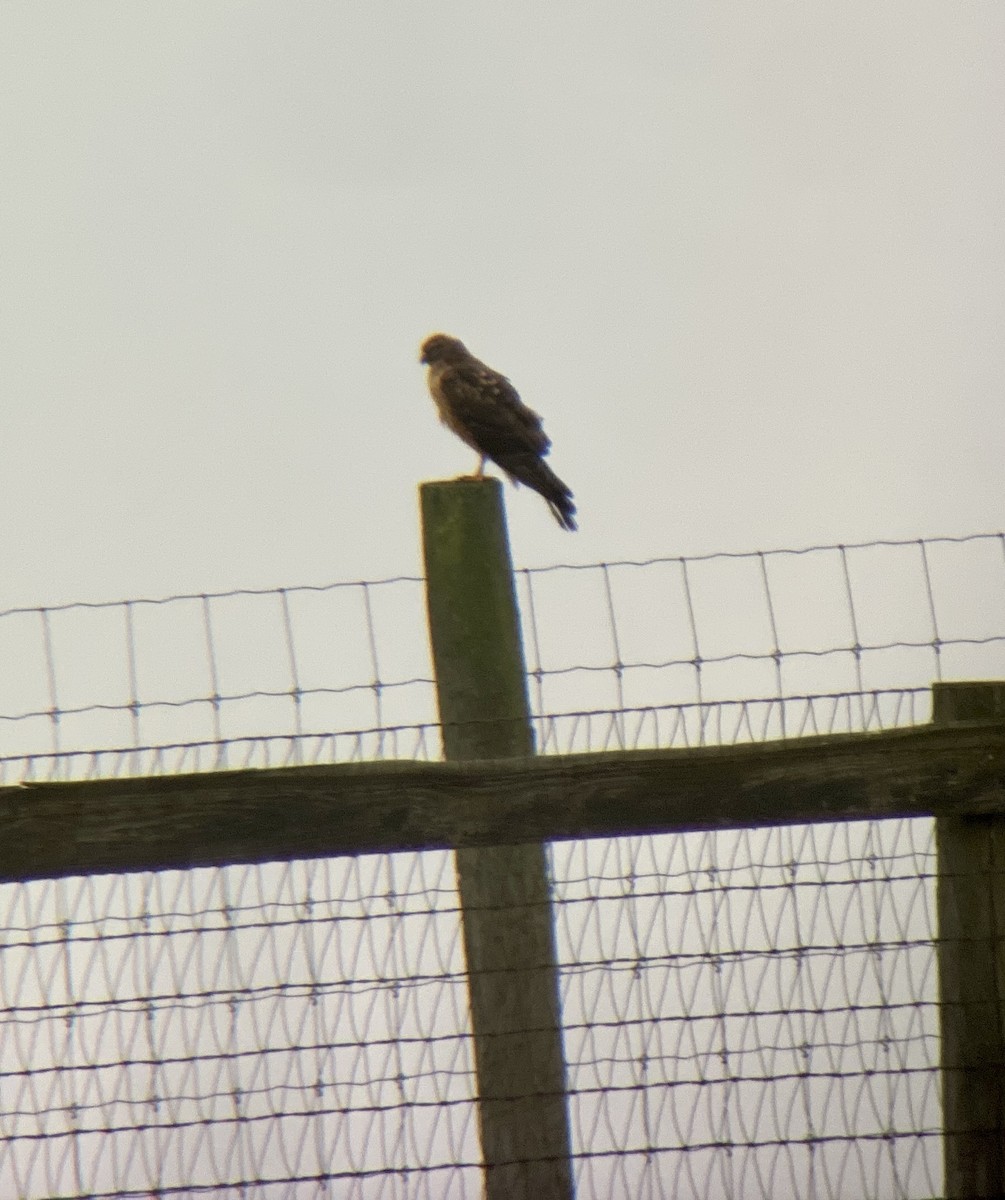 Northern Harrier - ML400956311