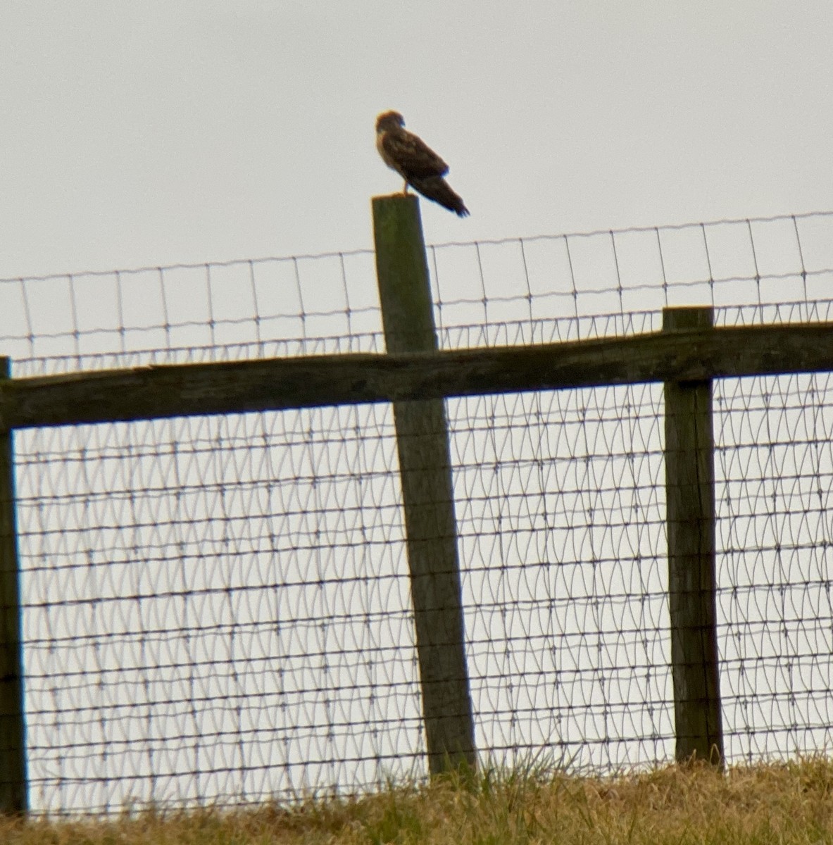 Northern Harrier - ML400956351