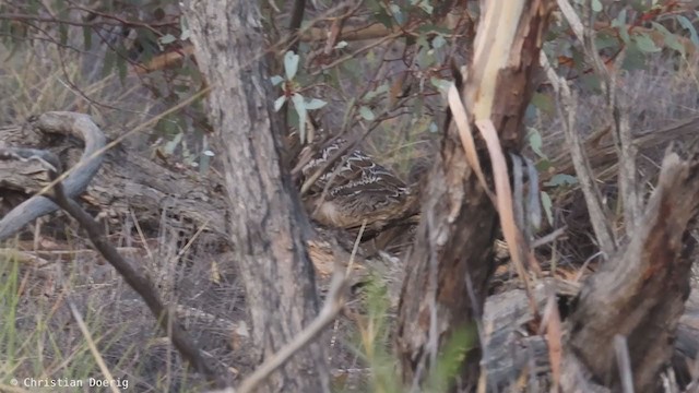 Великоніг строкатий - ML400956471