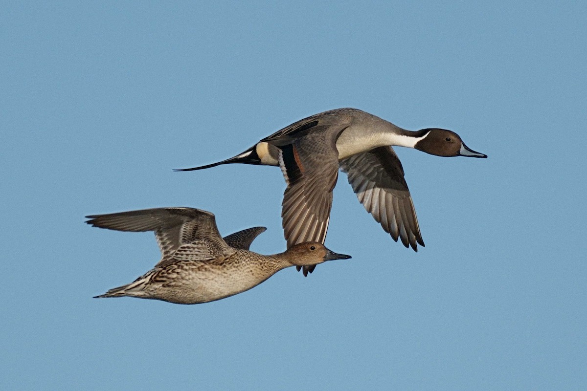 Northern Pintail - Song Yu