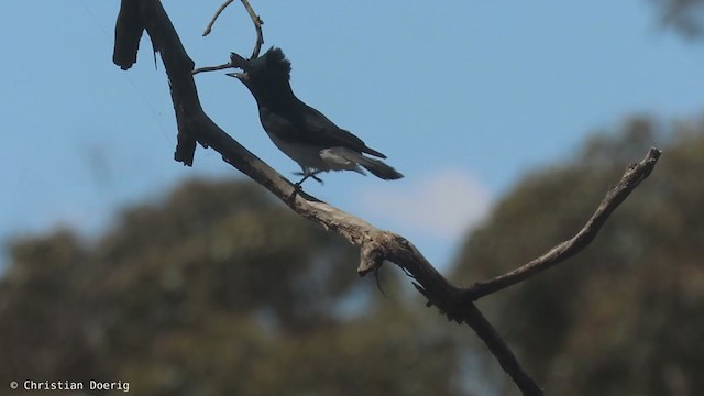 Leaden Flycatcher - ML400958501