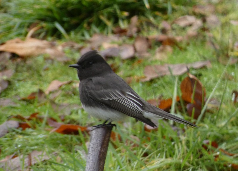 Black Phoebe - ML400958941