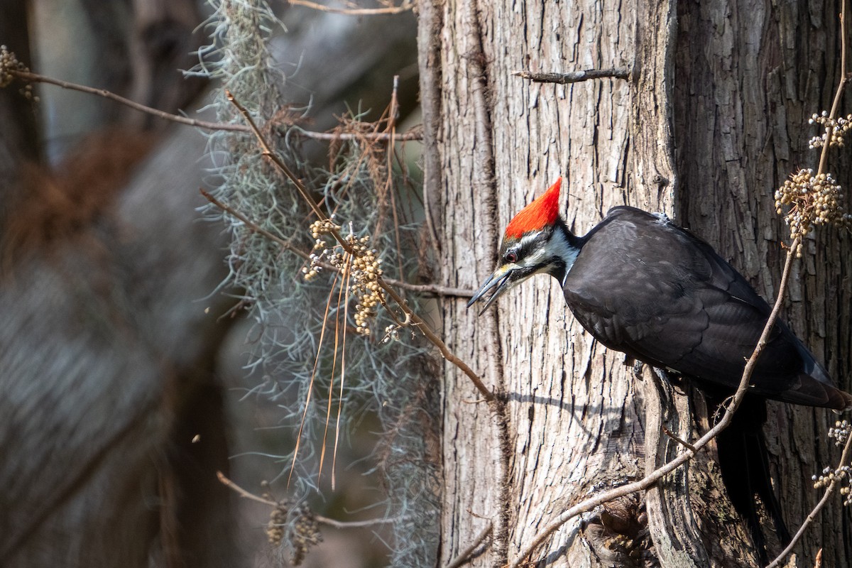 Pileated Woodpecker - ML400959151