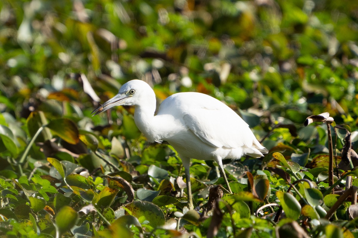 Little Blue Heron - ML400959391