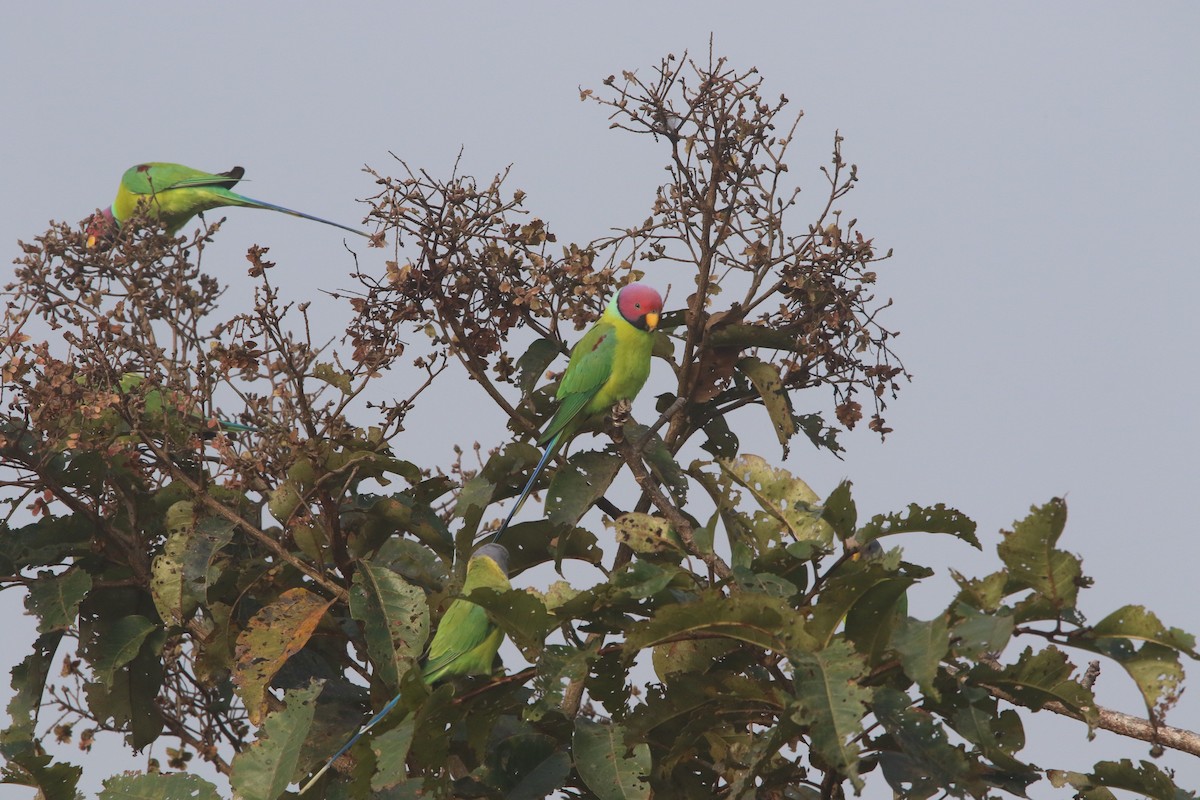 Plum-headed Parakeet - Sushant Jadhav