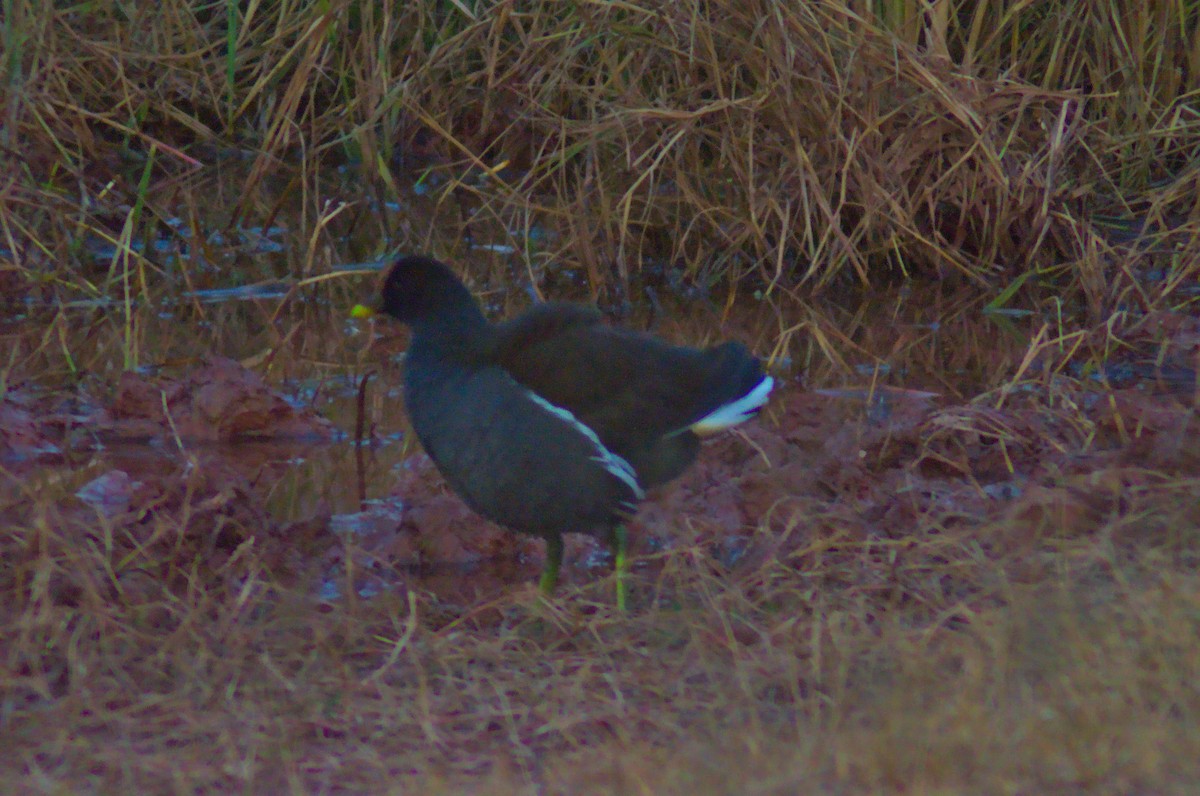 Gallinule poule-d'eau - ML400961861