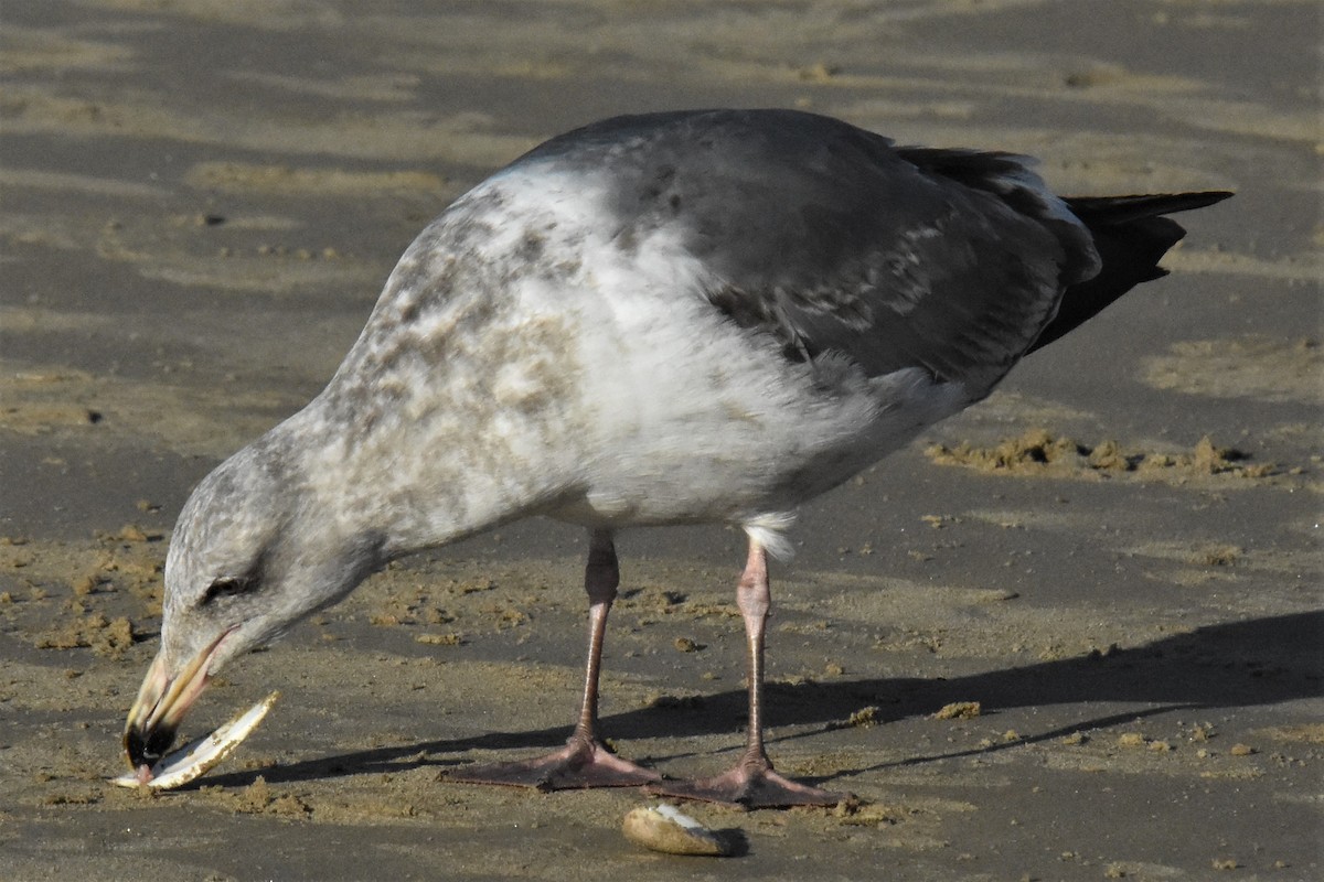 Western Gull - ML400962311