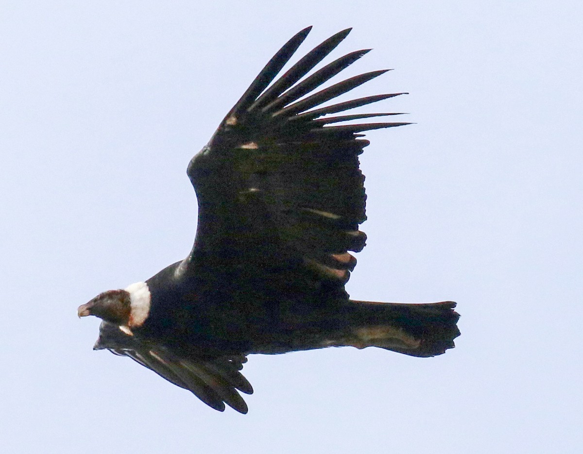 Andean Condor - ML400963411