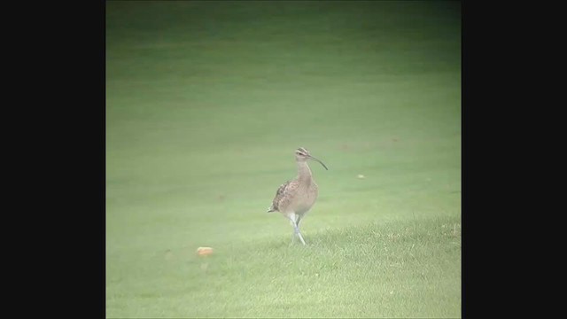 Bristle-thighed Curlew - ML400965031