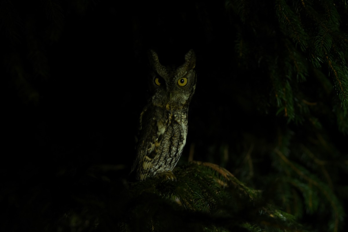 Eastern Screech-Owl - joe greco