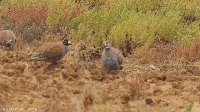 Flock Bronzewing - ML400965471