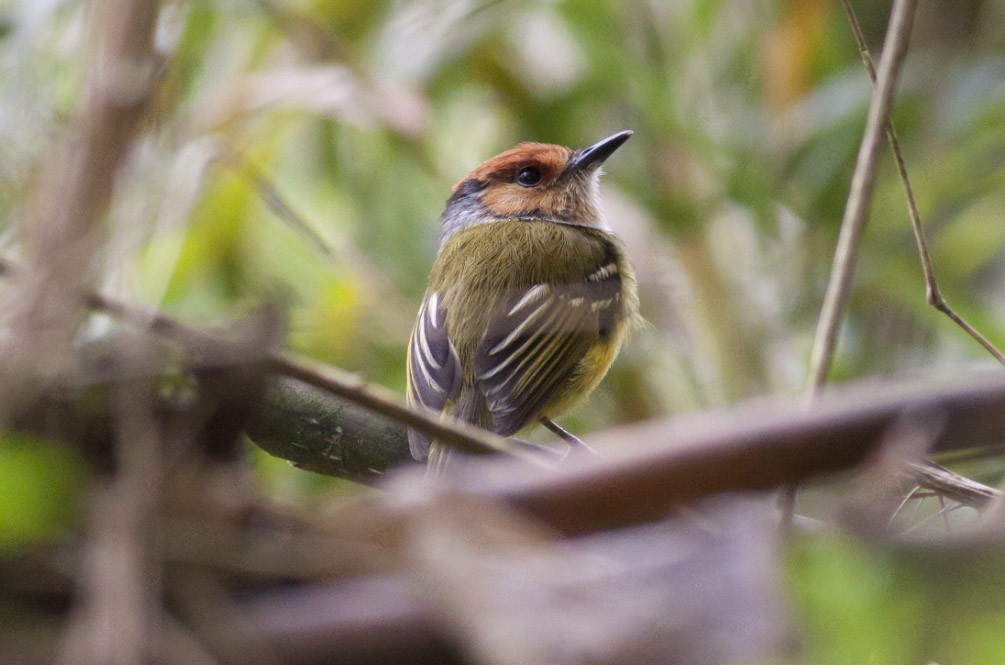 Rufous-crowned Tody-Flycatcher - Michael Todd