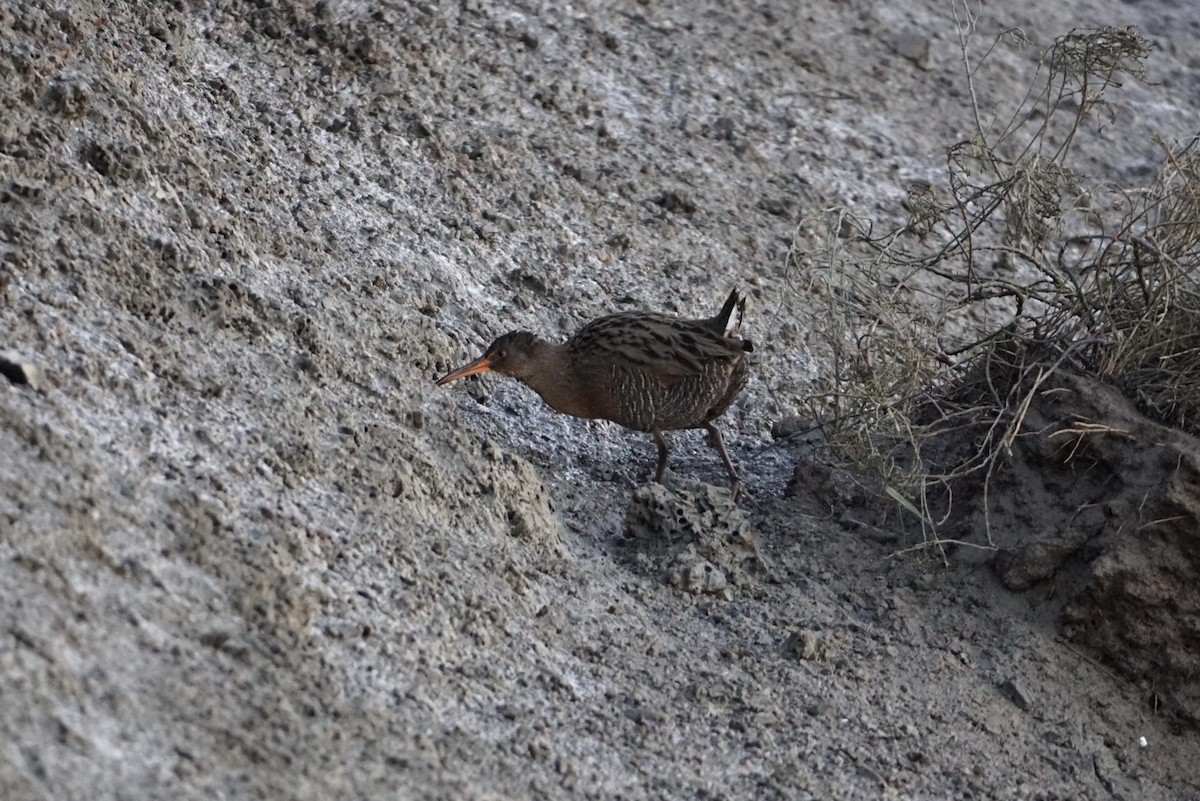 Ridgway's Rail - Judy Kim