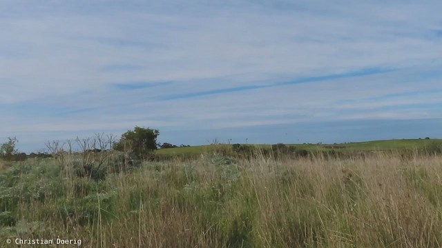 Cisticole à couronne dorée - ML400967501