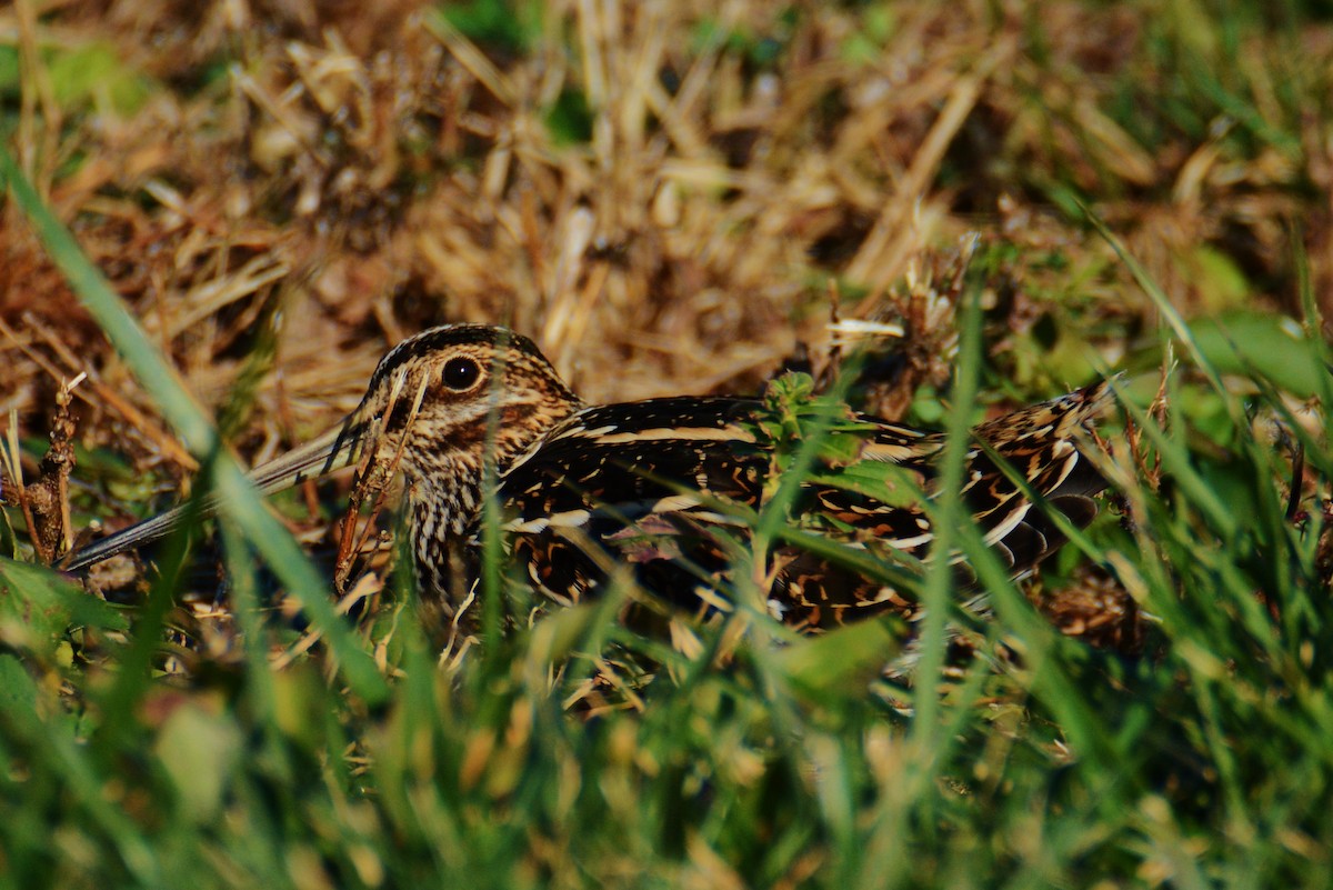 Wilson's Snipe - ML40096851