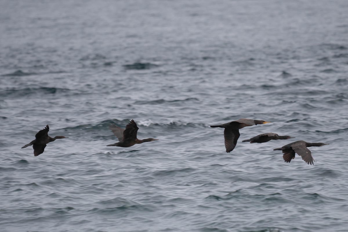 Brandt's Cormorant - ML400968771