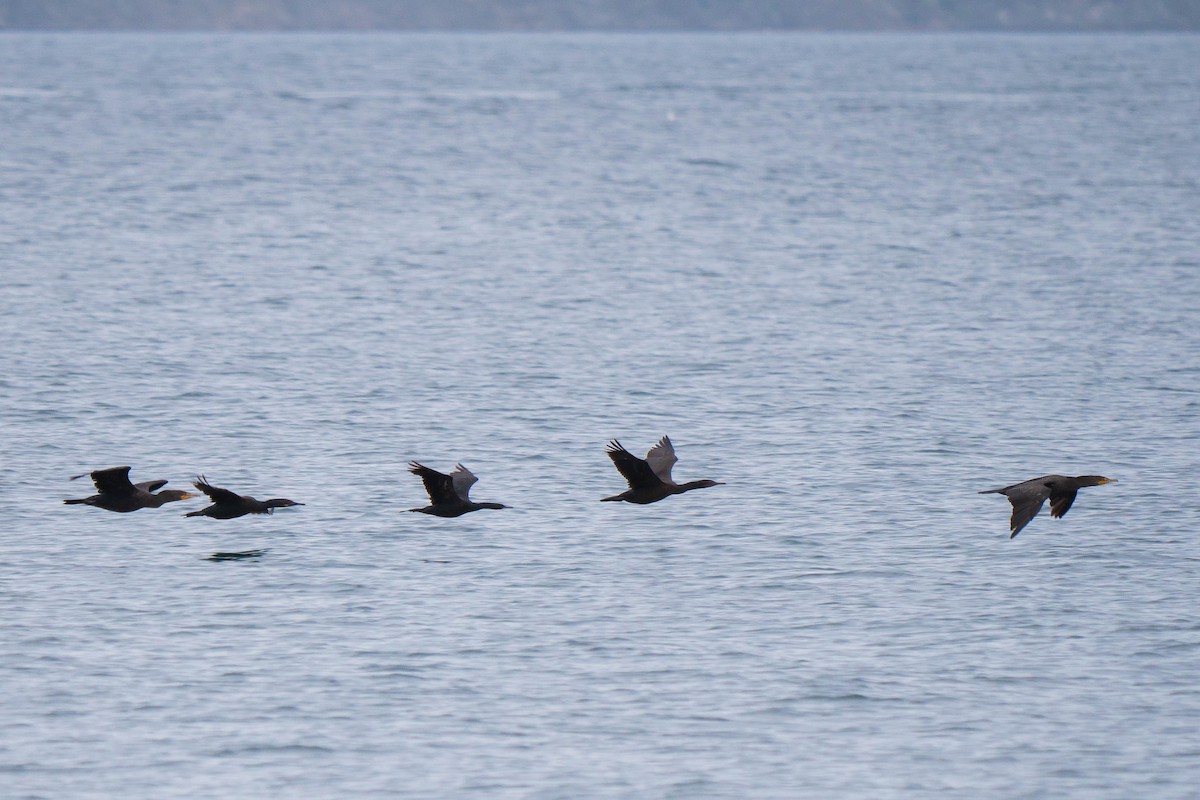 Double-crested Cormorant - ML400969181