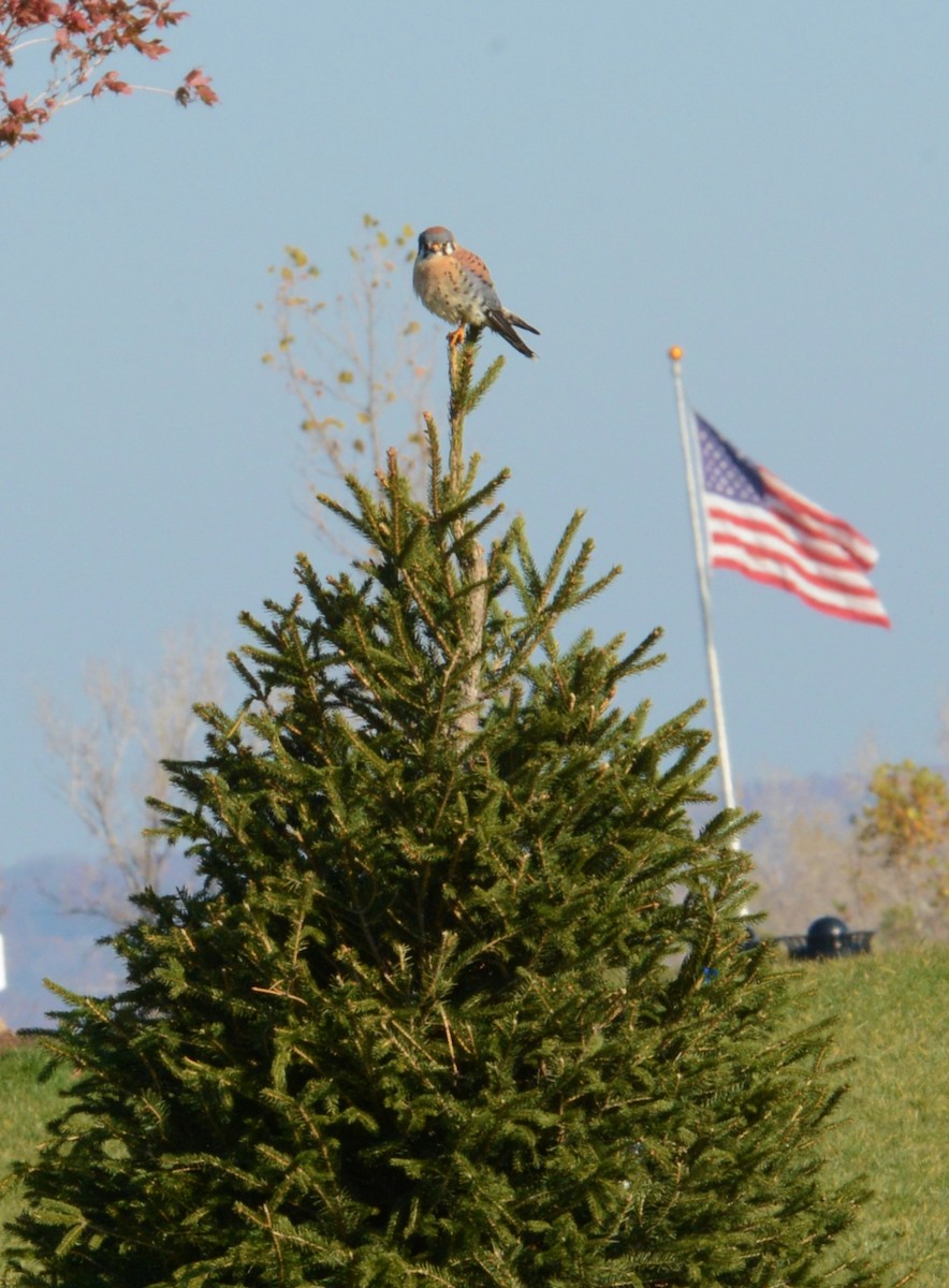 American Kestrel - ML40096931