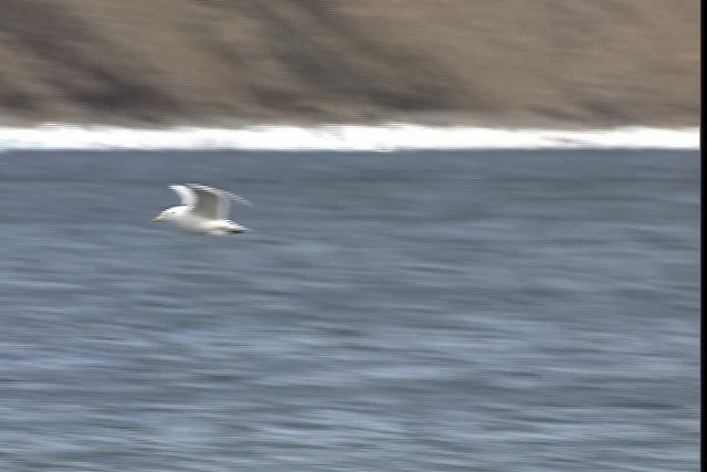 Iceland Gull (Thayer's) - ML400971