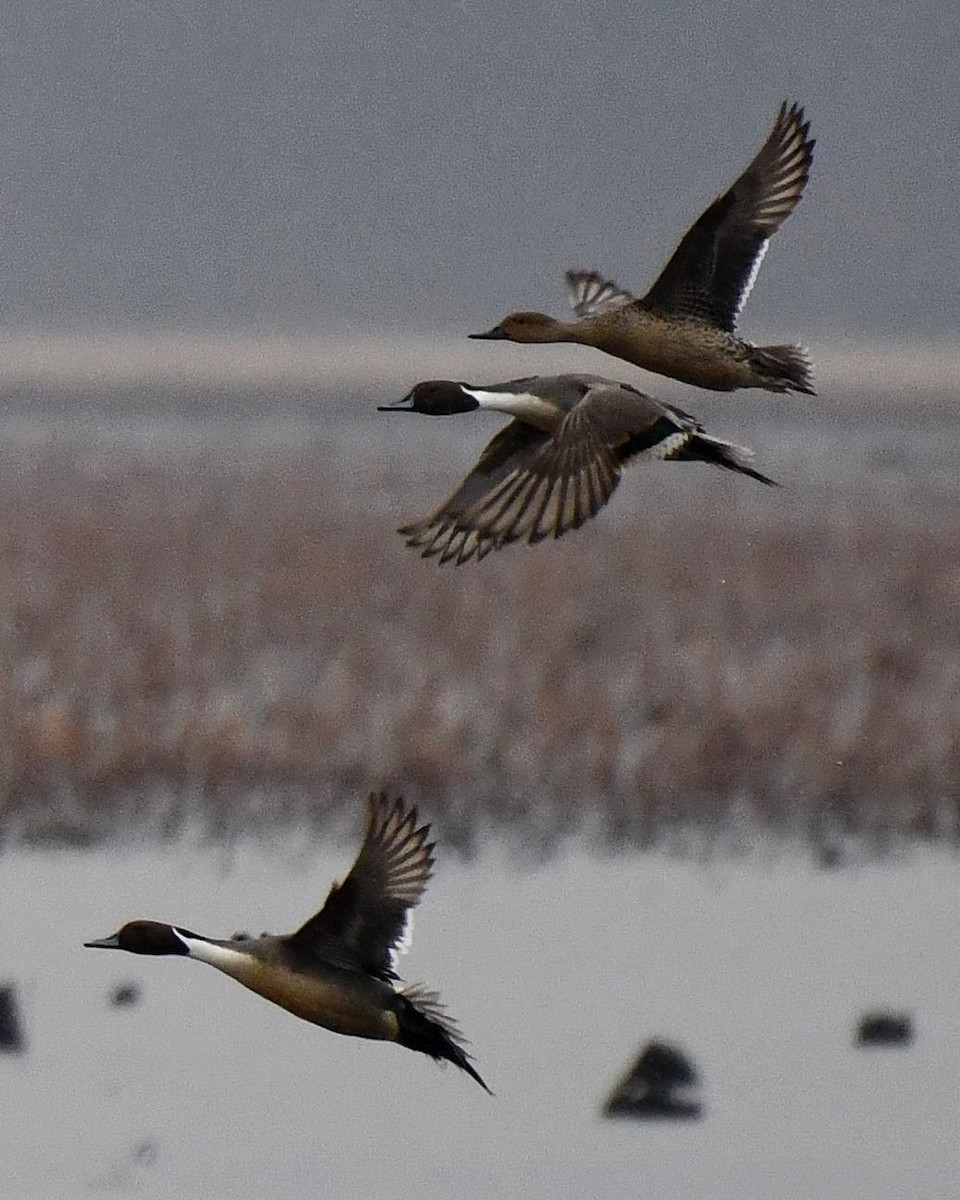 Northern Pintail - Jeanne Stacey