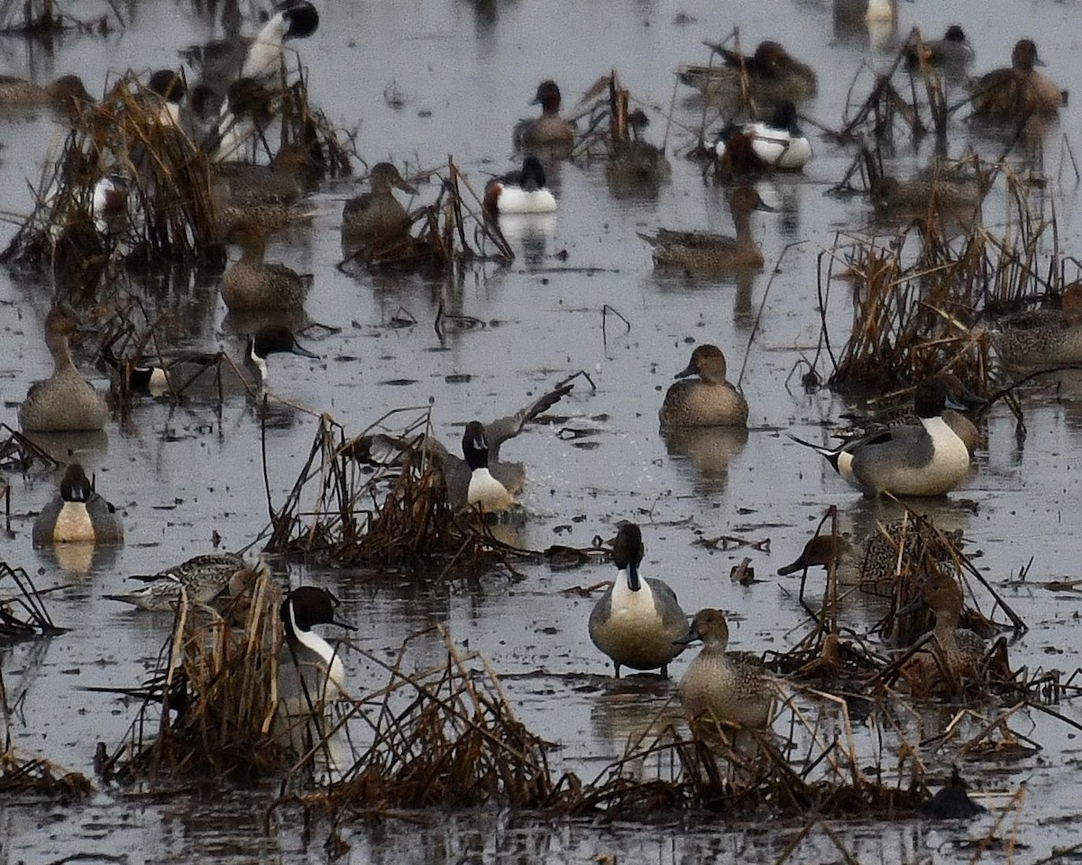 Northern Pintail - Jeanne Stacey