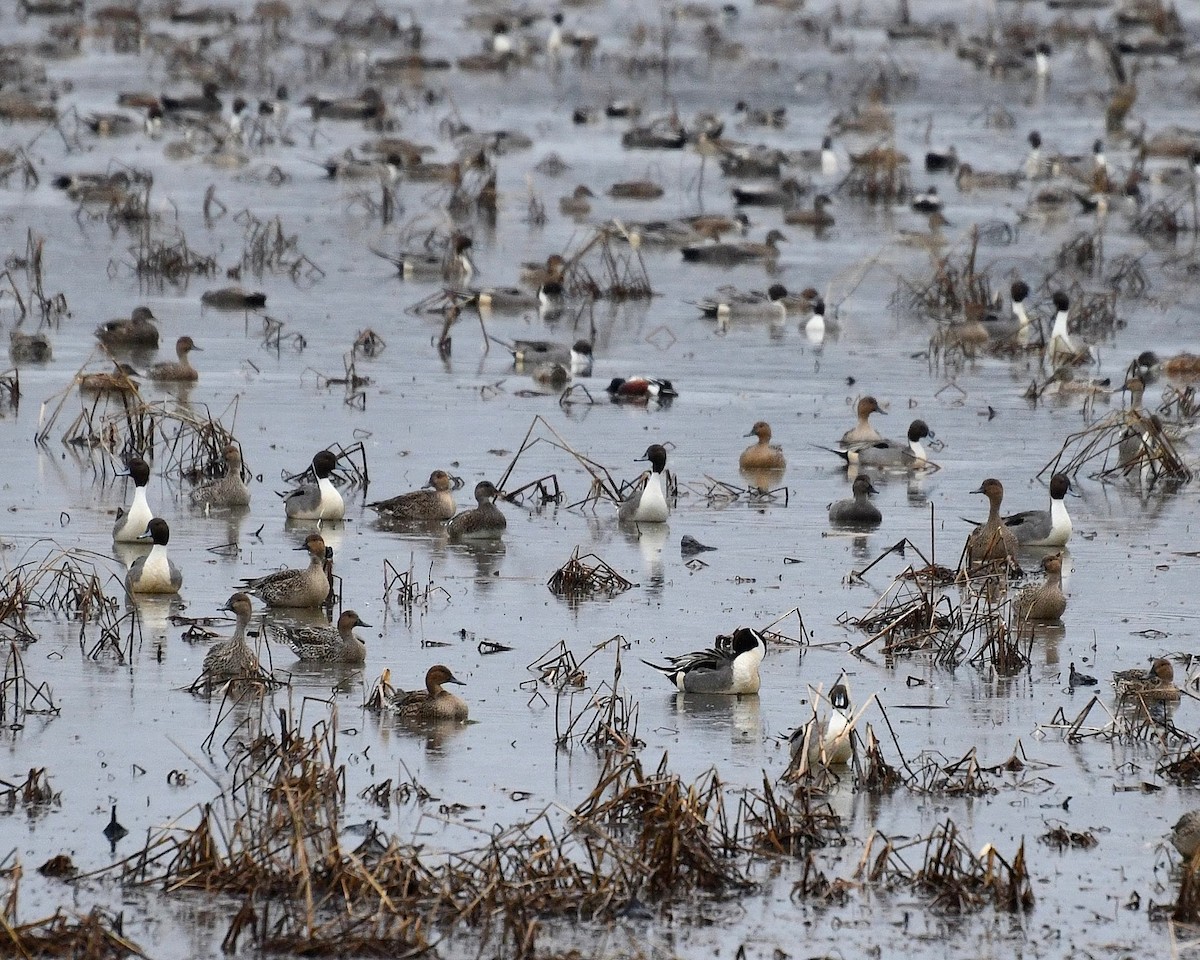 Northern Pintail - ML400971671