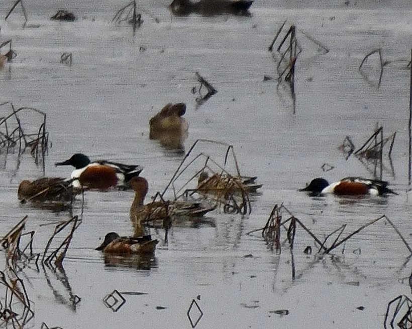 Northern Shoveler - Jeanne Stacey