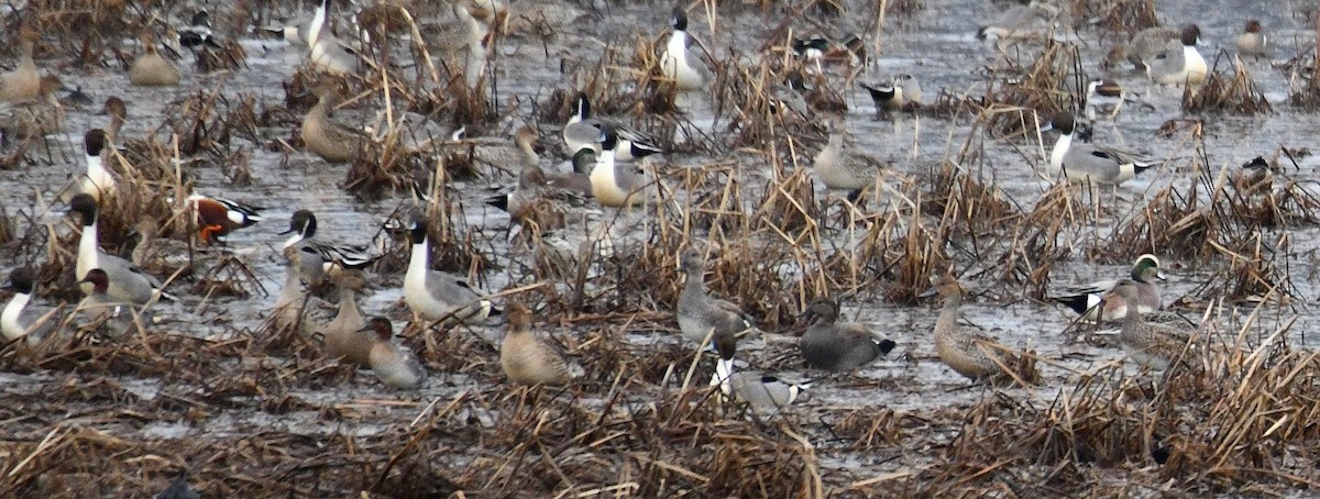 American Wigeon - Jeanne Stacey