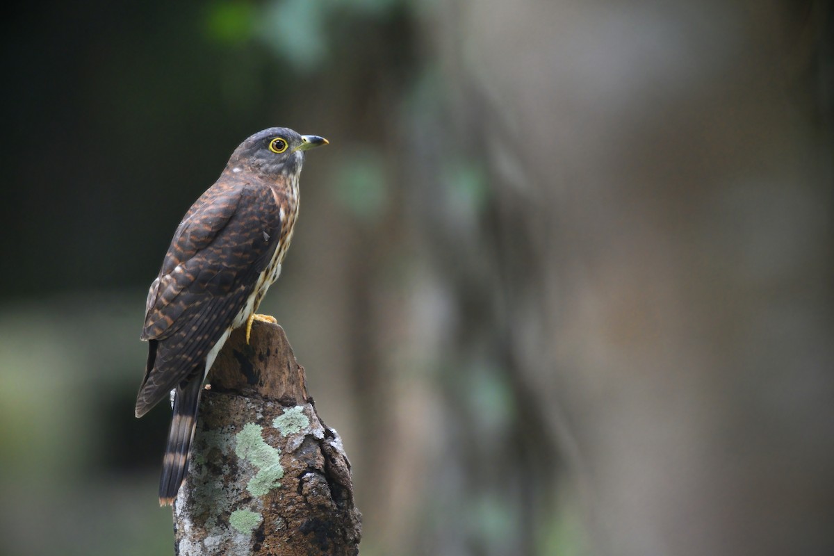 Hodgson's Hawk-Cuckoo - Prayitno Goenarto