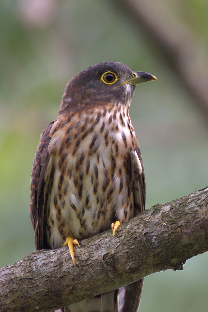 Hodgson's Hawk-Cuckoo - Prayitno Goenarto