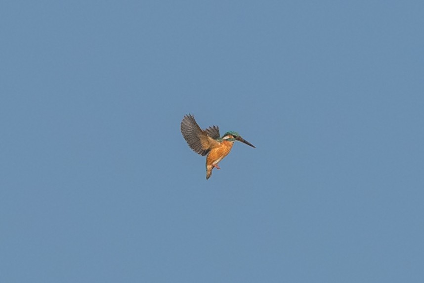 Common Kingfisher - ML400972731