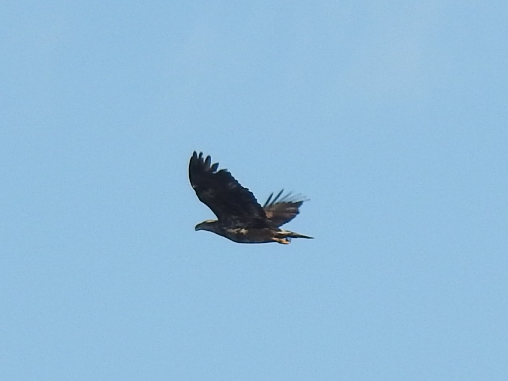 Bald Eagle - ML400973211