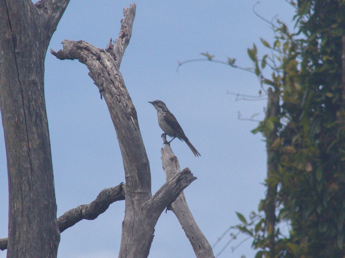 Striped Honeyeater - ML400973361