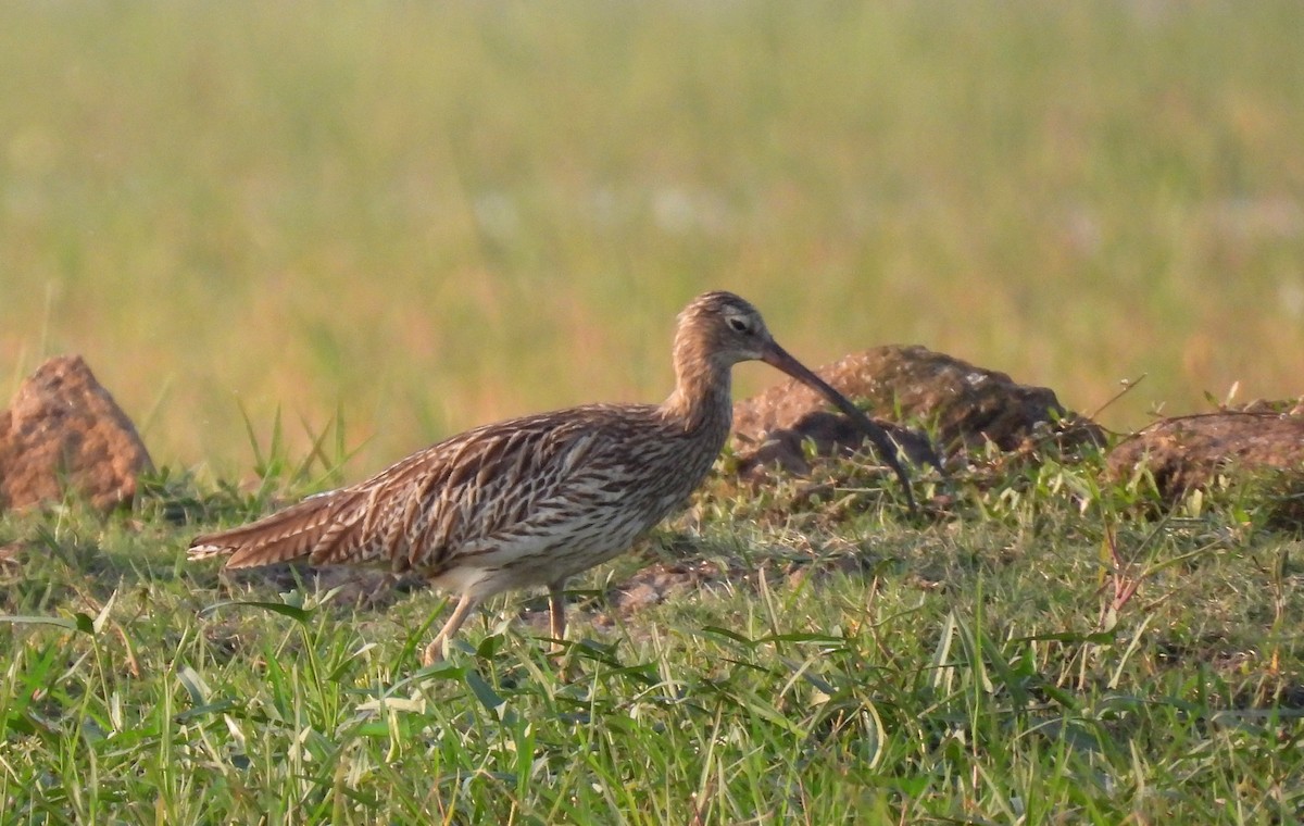 Eurasian Curlew - Bhagyasree Venugopal