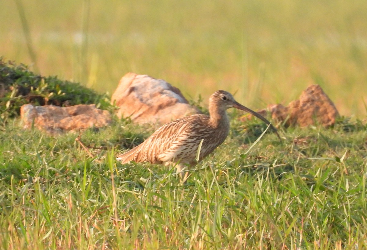 Eurasian Curlew - ML400973421