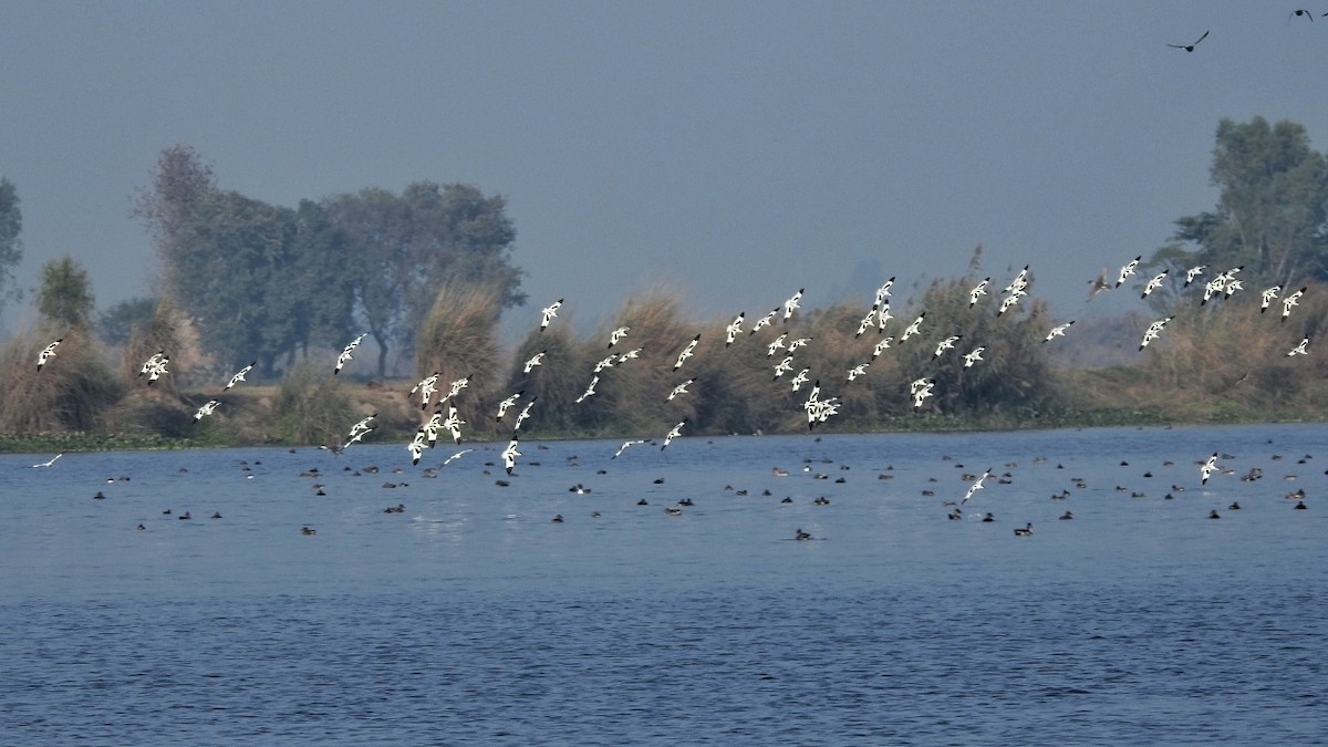 Pied Avocet - R Thapar