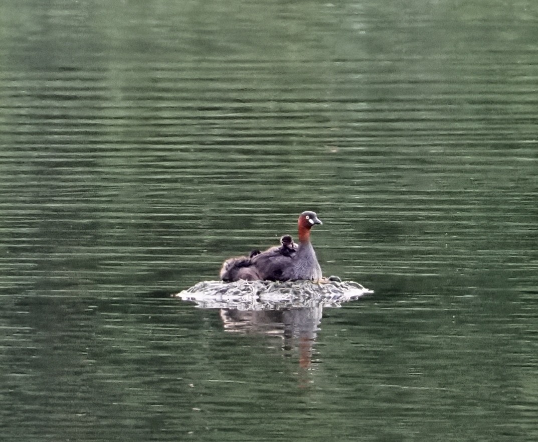 Little Grebe - ML400976391