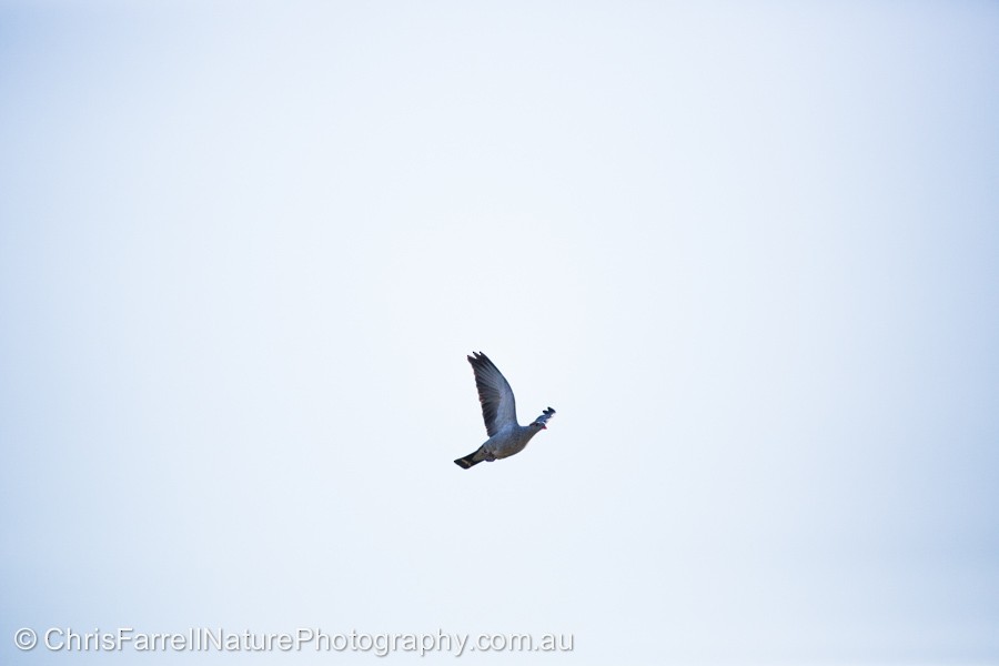 holub australský - ML400979301