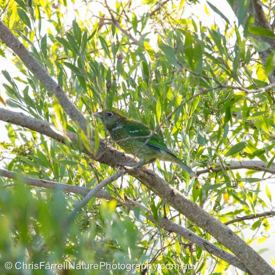 Green Catbird - ML400979351