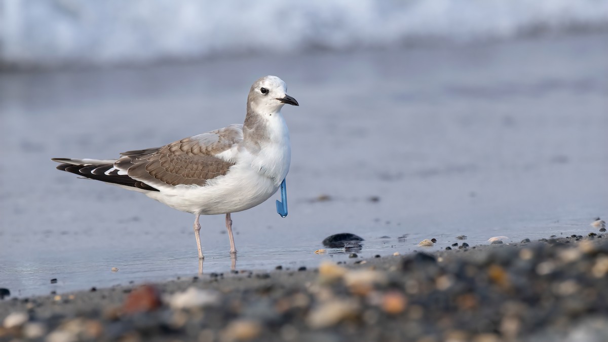 Mouette de Sabine - ML400980271