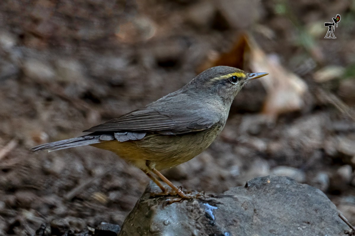 Sulphur-bellied Warbler - ML400981211