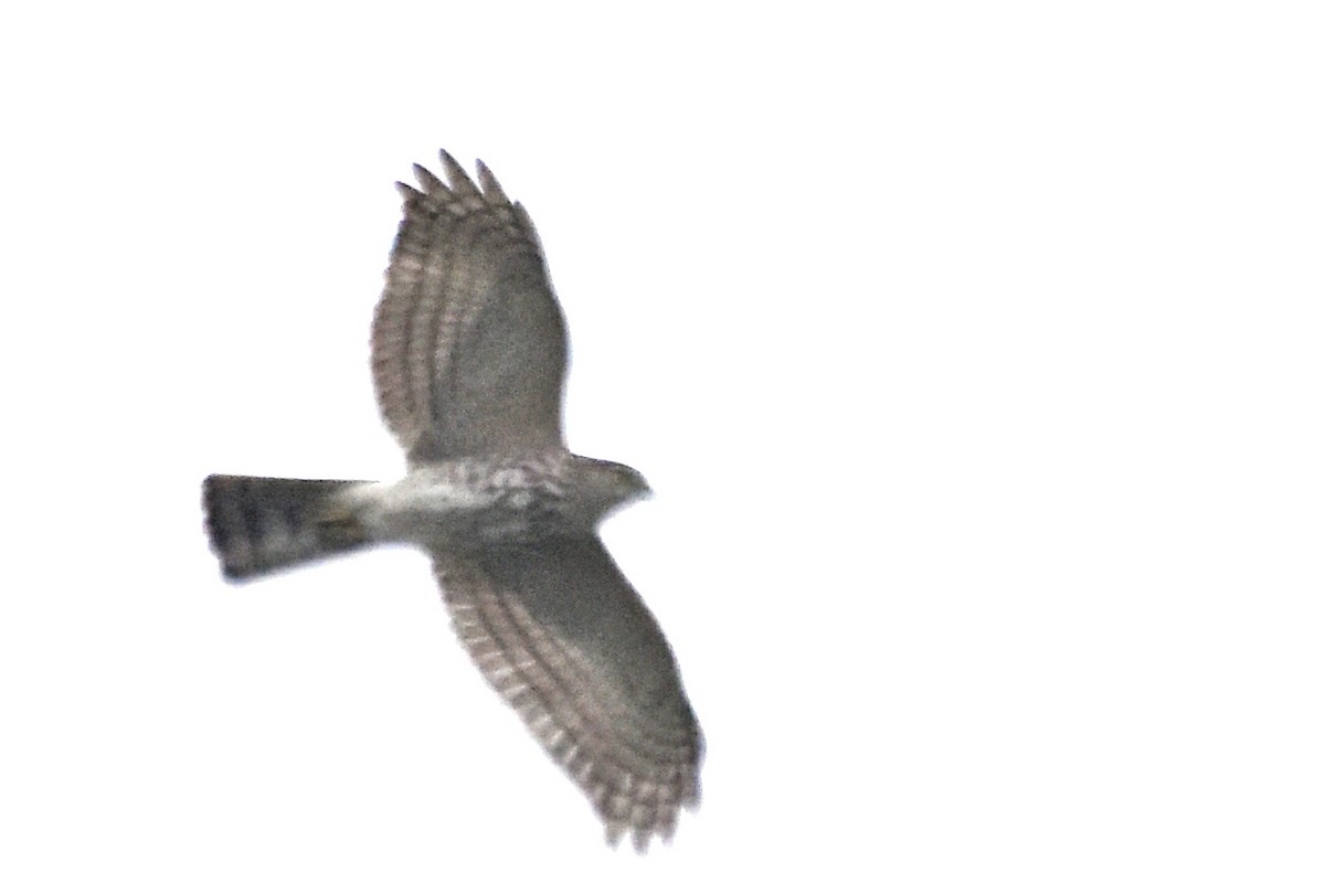 Shikra gabiraia - ML400981501