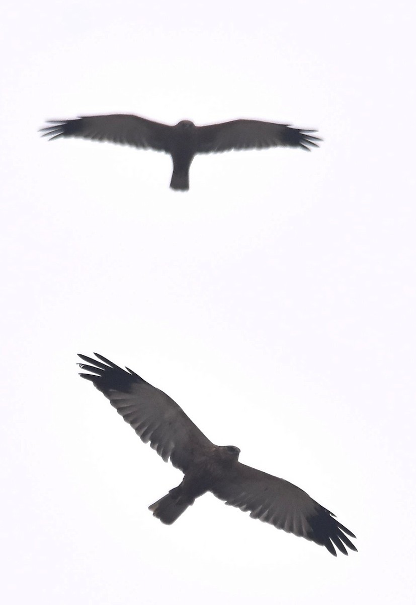 Western Marsh Harrier - ML400981511