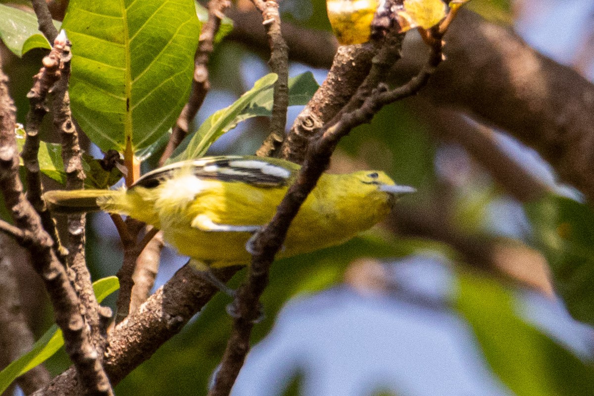 Common Iora - Uday Agashe