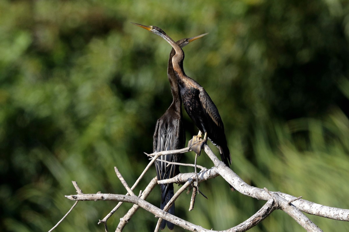 anhinga indomalajská - ML400981681