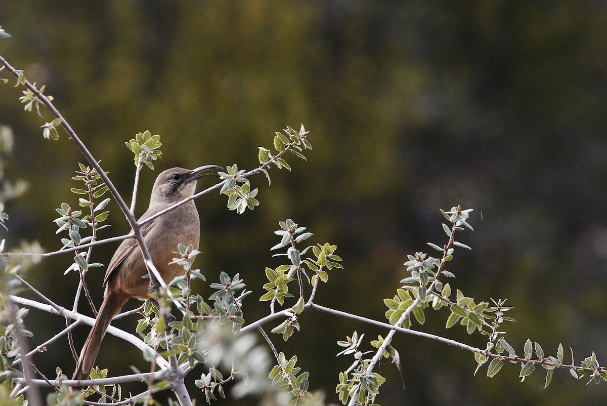 California Thrasher - Kiehl Smith