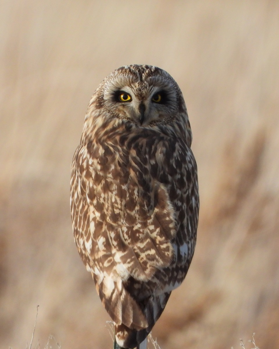 Short-eared Owl - ML400982221