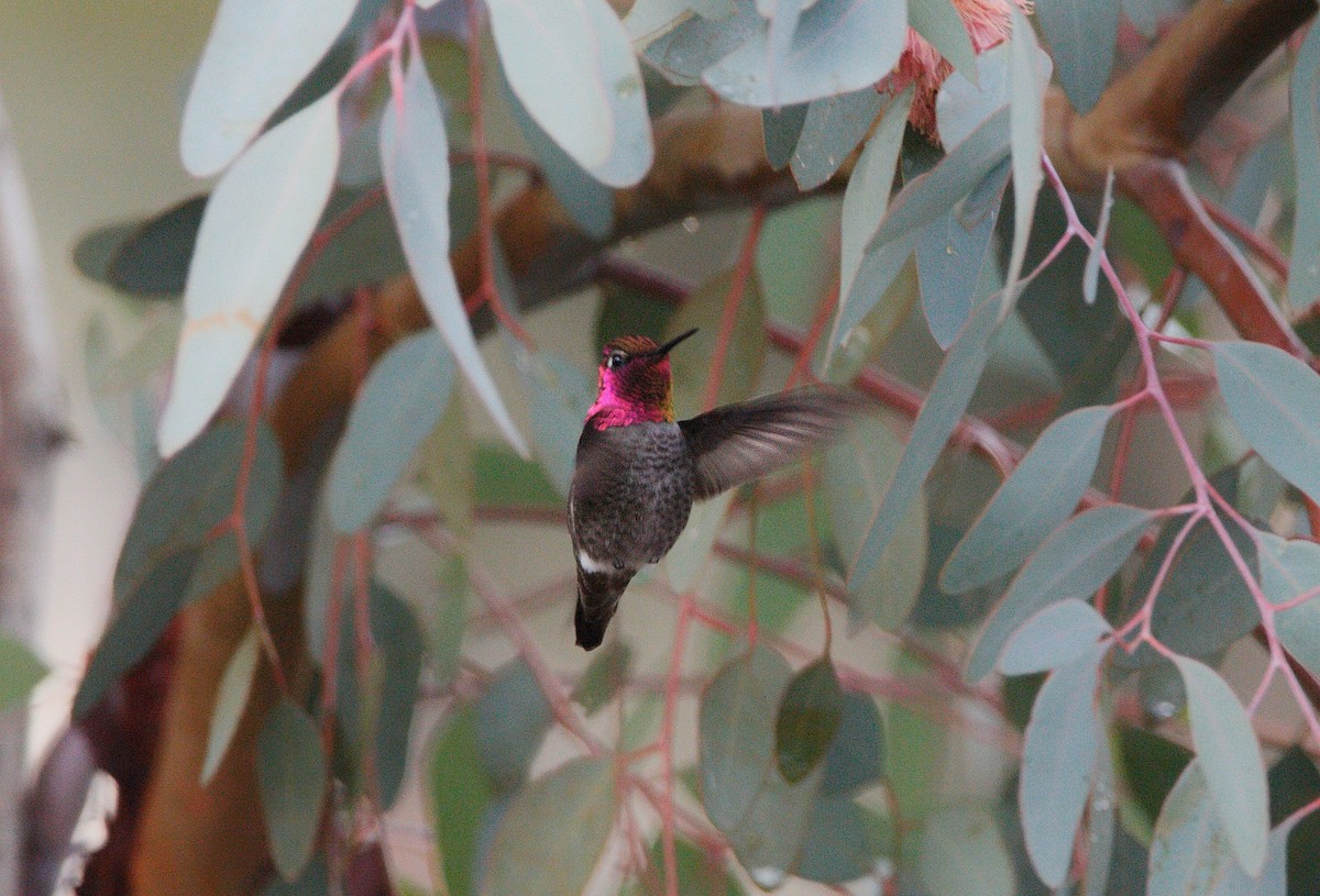Anna's Hummingbird - Kiehl Smith